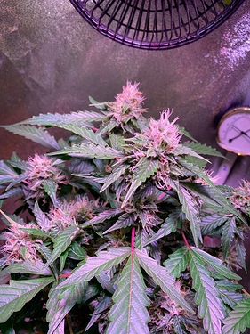 Growreport Bild 13