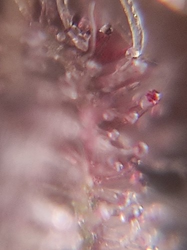 Growreport Bild 15
