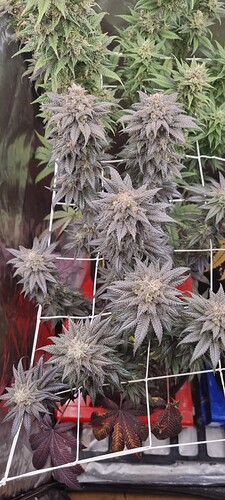 Growreport Bild 37