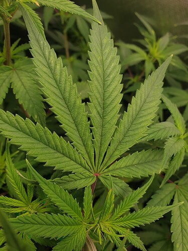 Growreport Bild 5