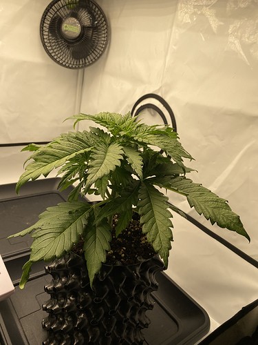 Growreport Bild 3