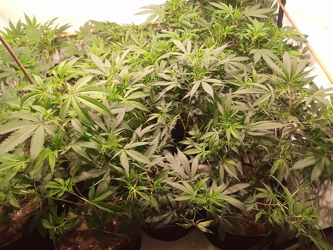 Growreport Bild 39
