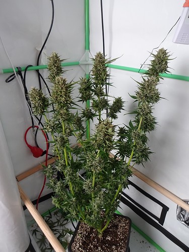 Growreport Bild 13