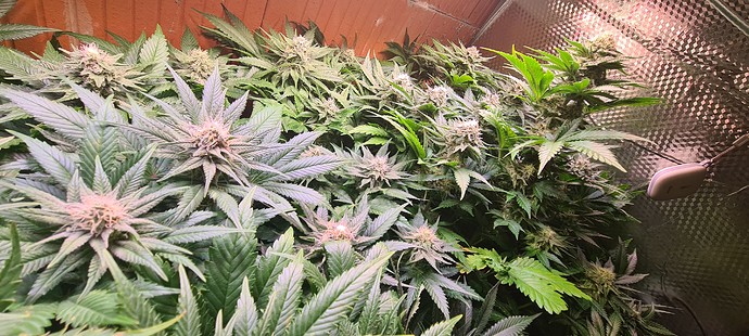 Mehrere blühende Cannabispflanzen in einem Growzelt, mit sichtbaren Blütenständen und Blättern.