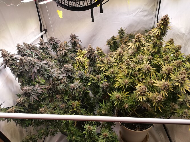Growreport Bild 2