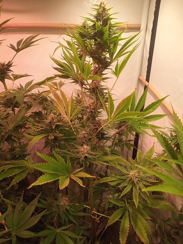 Growreport Bild 38