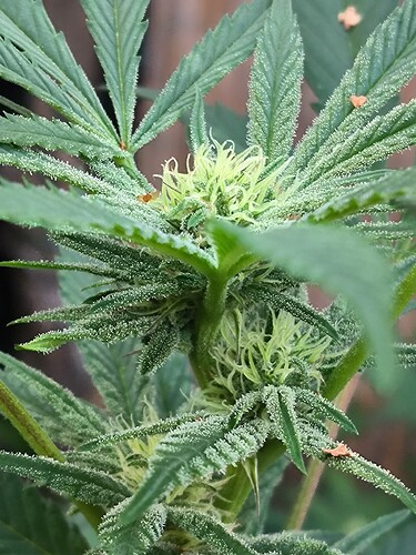 Growreport Bild 4