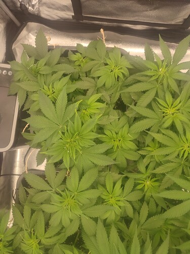 Growreport Bild 1