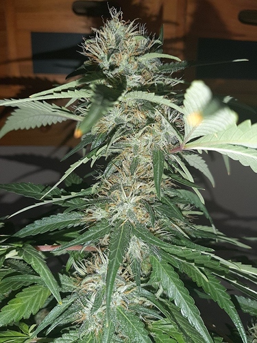 Growreport Bild 3