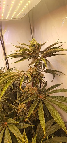 Growreport Bild 3