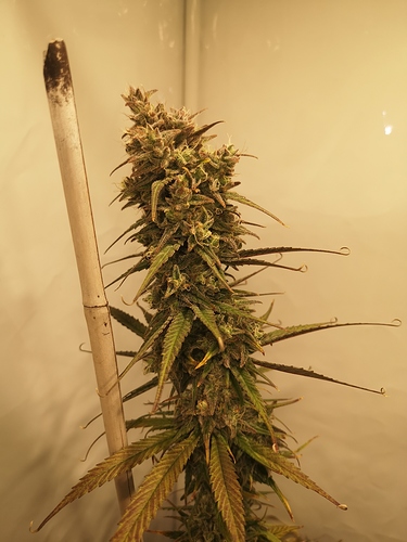 Growreport Bild 3