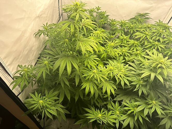 Growreport Bild 9