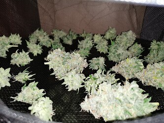 Growreport Bild 6
