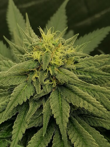 Growreport Bild 9