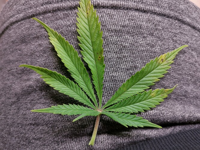 Growreport Bild 2