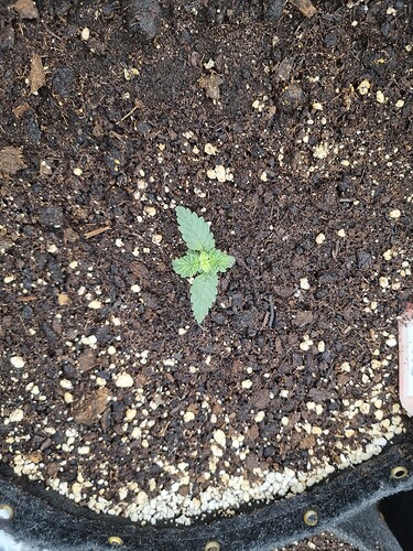 Growreport Bild 1