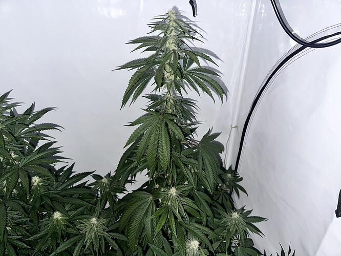 Growreport Bild 8