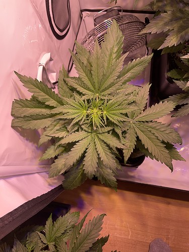 Growreport Bild 3
