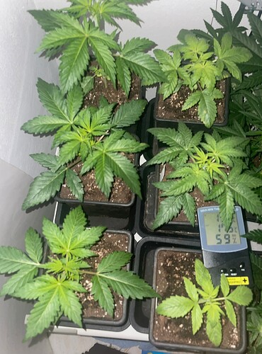 Growreport Bild 17