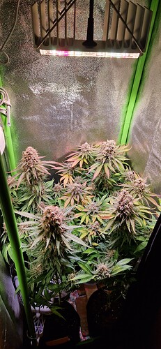 Growreport Bild 1