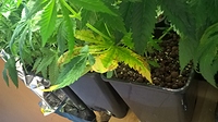 Growreport Bild 9
