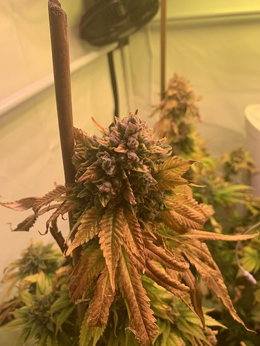 Growreport Bild 4