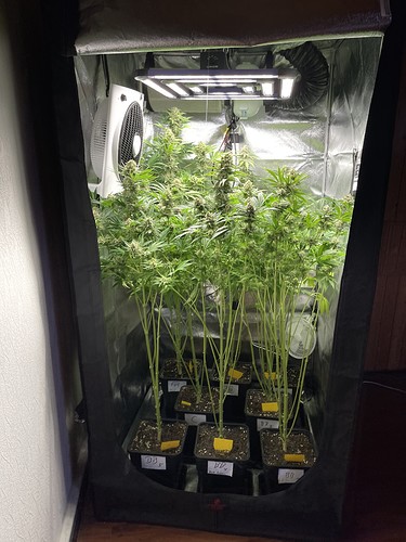 Growreport Bild 29