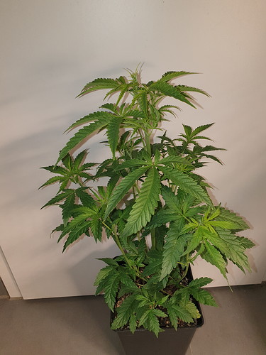Growreport Bild 1