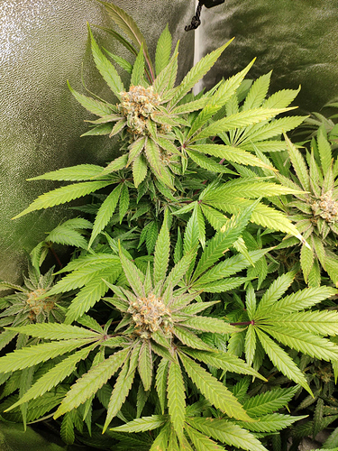 Growreport Bild 10