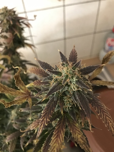 Growreport Bild 3