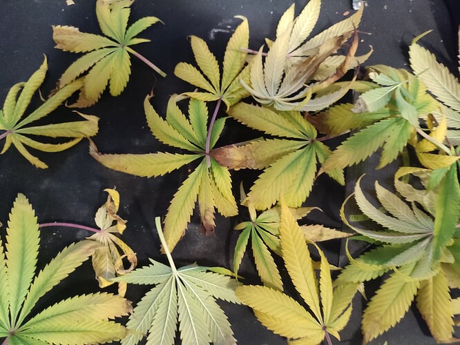 Growreport Bild 7