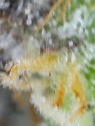 Growreport Bild 9