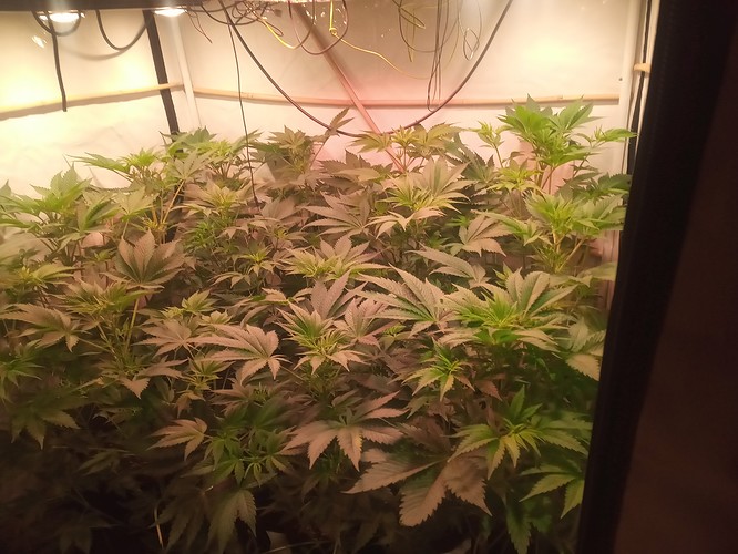 Growreport Bild 47