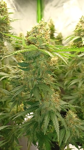Growreport Bild 15