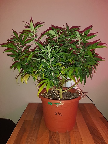Growreport Bild 13