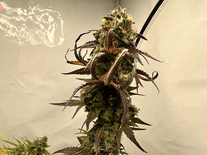 Growreport Bild 13