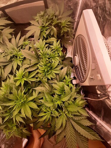 Growreport Bild 3