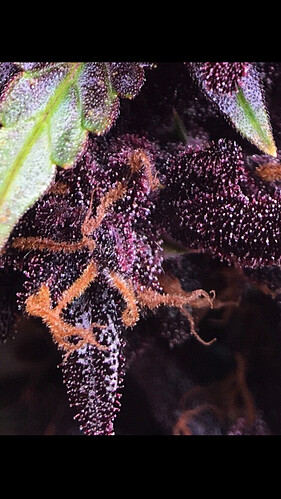 Growreport Bild 11