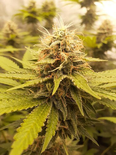 Growreport Bild 2