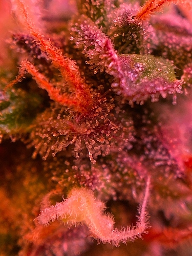 Growreport Bild 32