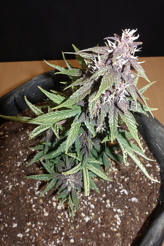 Growreport Bild 3