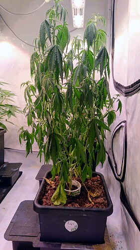 obscura1662029313246