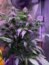 Growreport Bild 14