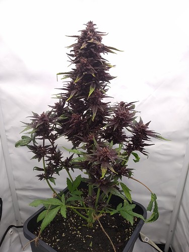 Growreport Bild 6