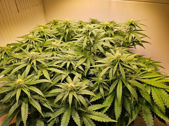 Growreport Bild 5