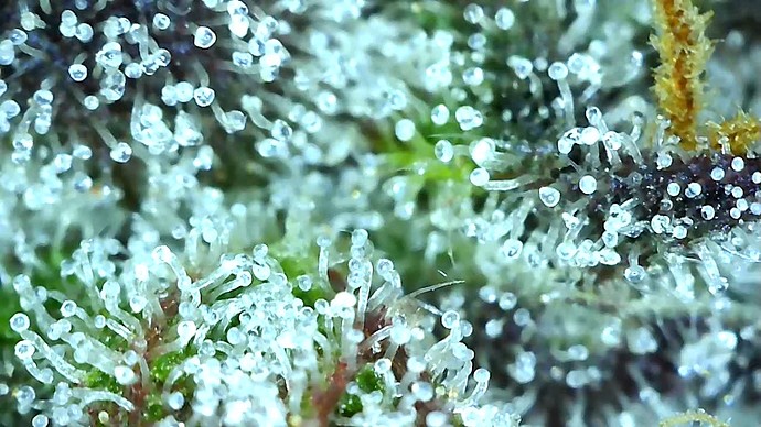 Growreport Bild 57