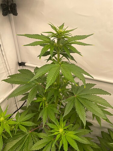 Growreport Bild 4