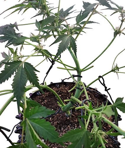 Growreport Bild 6