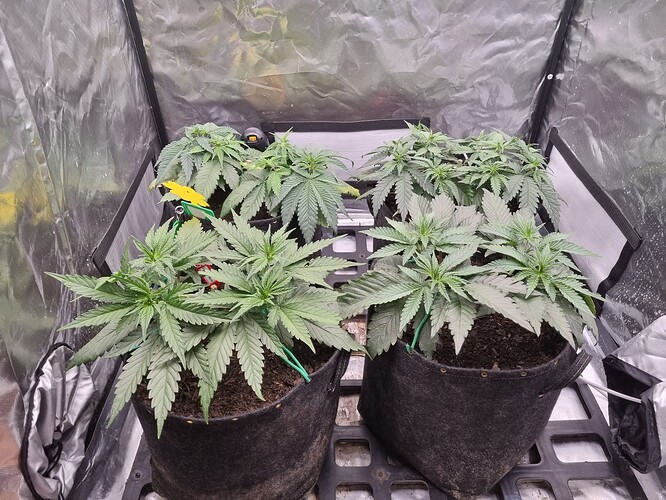 Growreport Bild 29