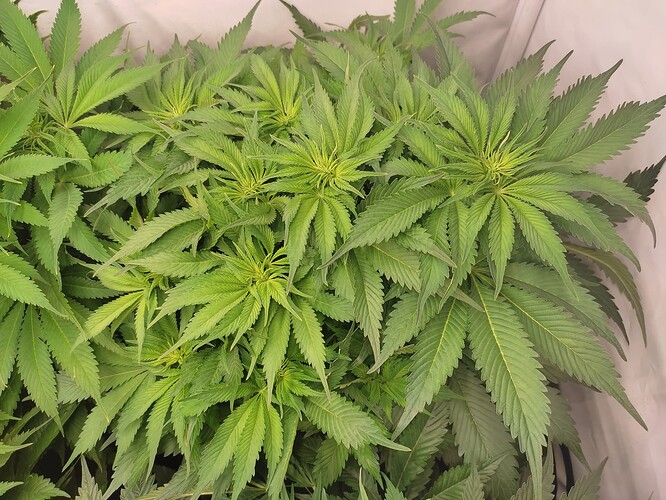 Growreport Bild 14